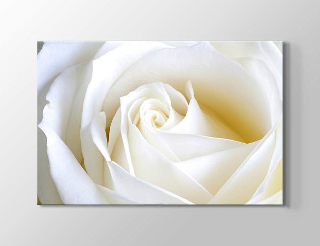 White Rose Close Up Kanvas tablosu