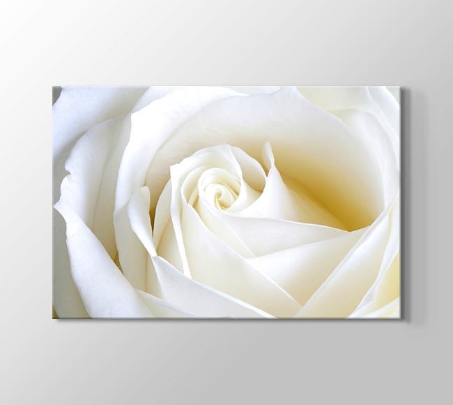  White Rose Close Up