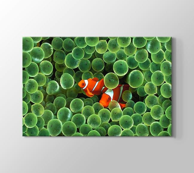  Clown Fishes