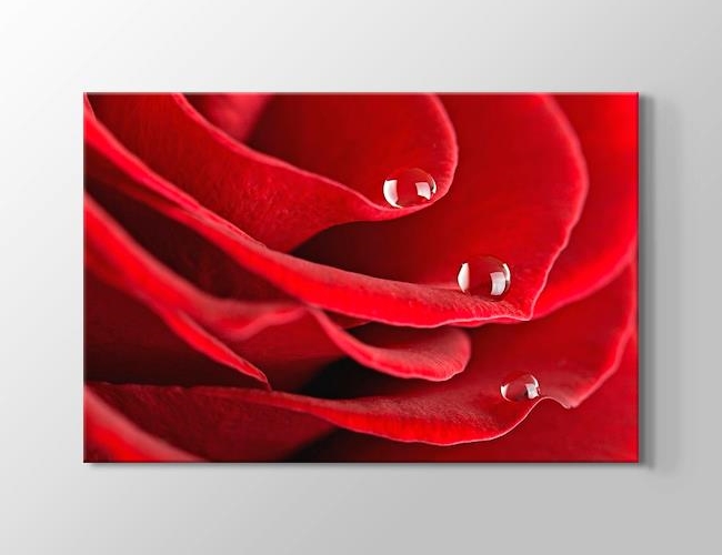 Red Rose Close Up - Kırmızı Gül Kanvas tablosu