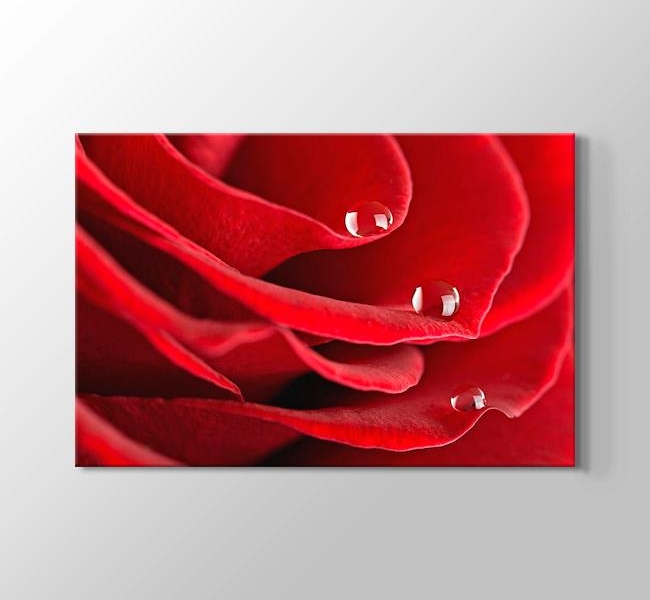  Red Rose Close Up - Kırmızı Gül