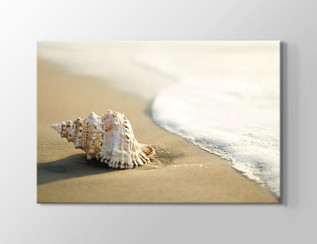 Seashell on the Beach Kanvas tablosu