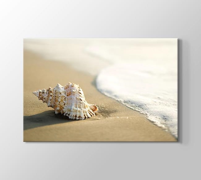  Seashell on the Beach