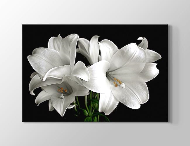 White Flower Kanvas tablosu