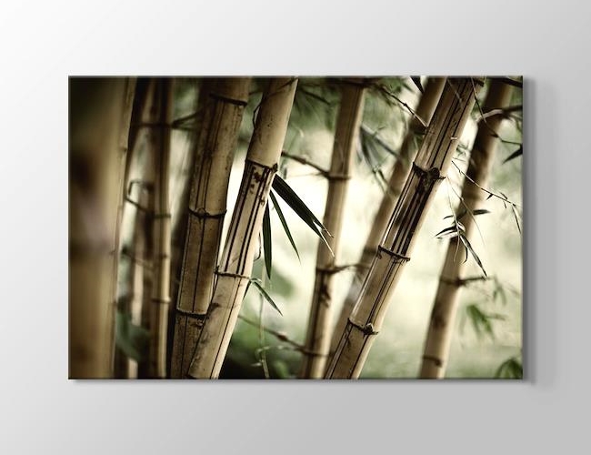 Bamboo - Bambu Dalları Kanvas tablosu