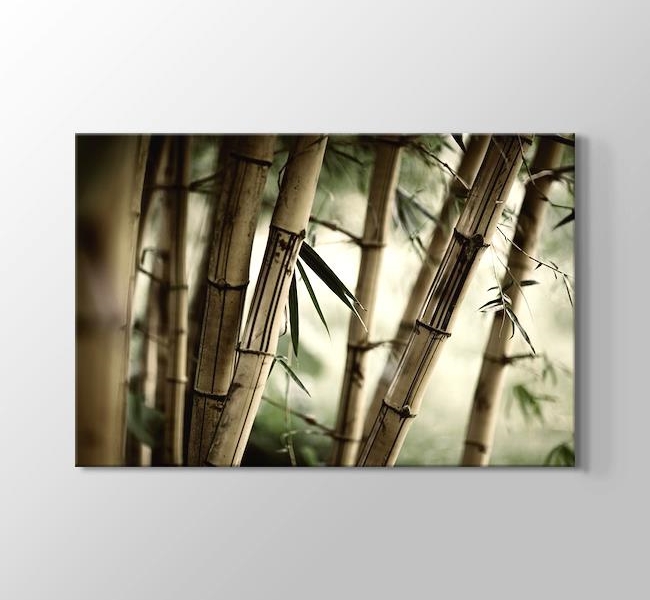  Bamboo - Bambu Dalları