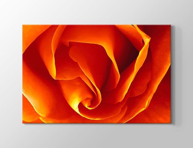 CloseUp Orange Rose Kanvas tablosu