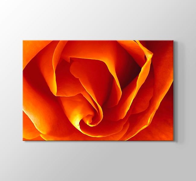  CloseUp Orange Rose