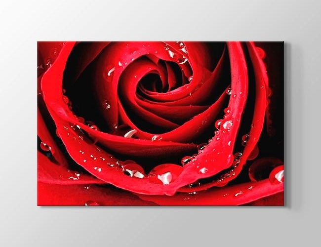Red Rose Close Up Kanvas tablosu