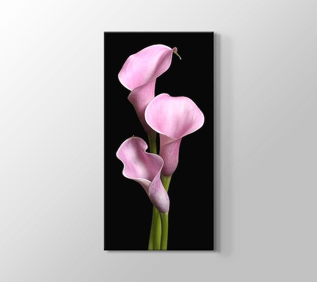  Pink Lilies - Pembe Zambaklar