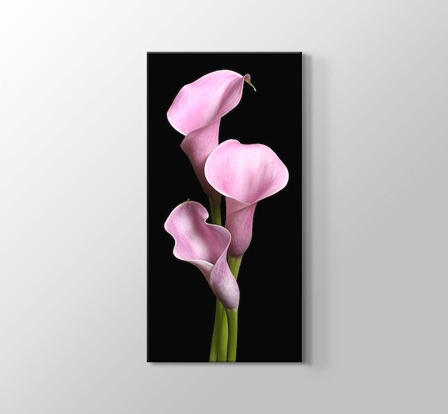  Pink Lilies - Pembe Zambaklar