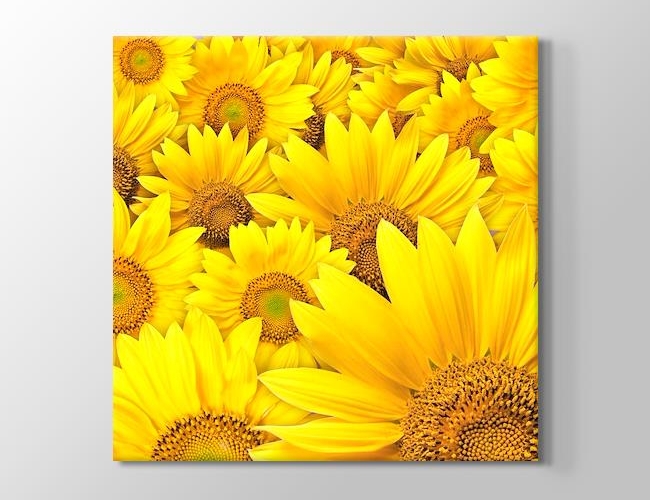 Sunflowers Kanvas tablosu