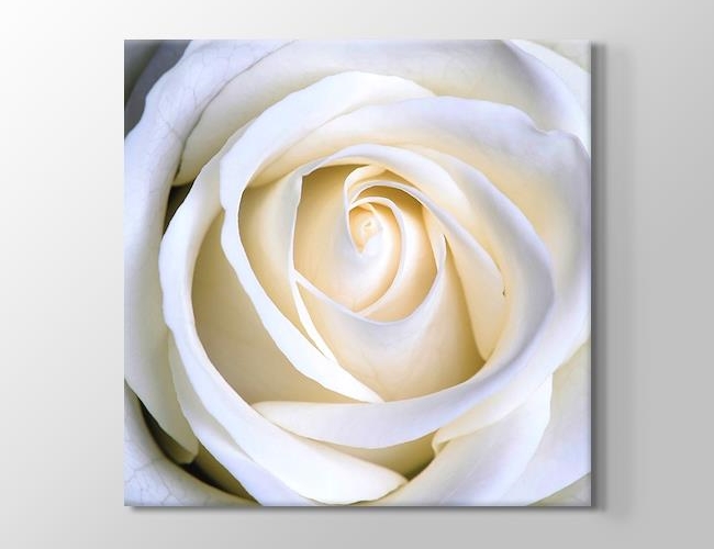 White Rose Kanvas tablosu