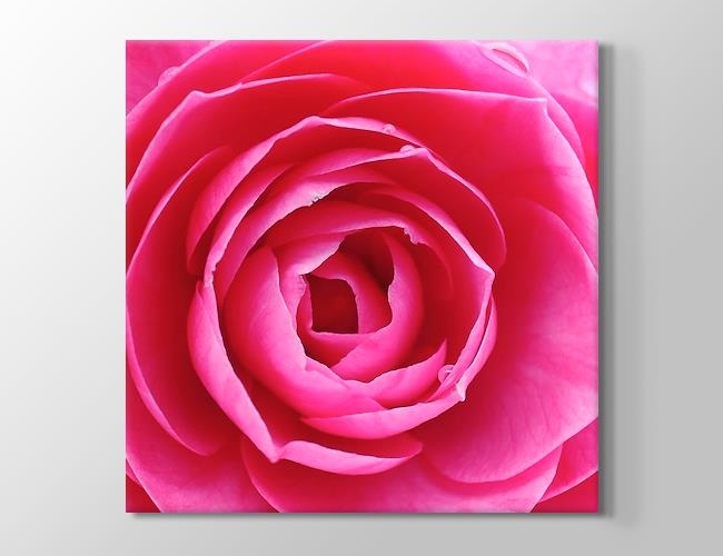Pink Rose - Pembe Gül Yakın Çekim Kanvas tablosu