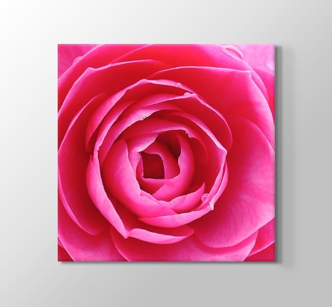  Pink Rose - Pembe Gül Yakın Çekim
