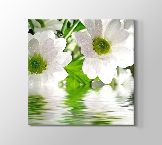  Flower - Yeşil Su ve Beyaz Yapraklar