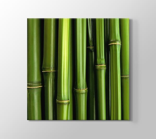  Yakın Çekim Bambu Görüntüsü