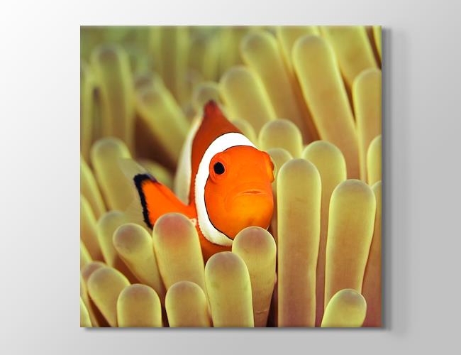 Clownfish over Sponges Kanvas tablosu
