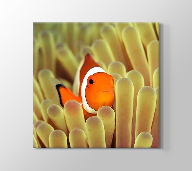  Clownfish over Sponges