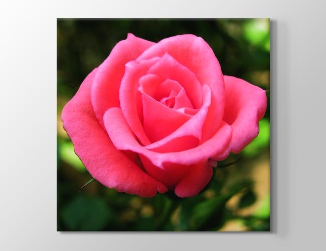 Pink Rose Kanvas tablosu