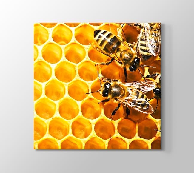  Bees on Honeycomb