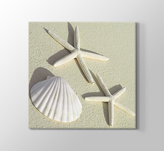  Sea Shells - Deniz Kabuğu ve Deniz Yıldızı
