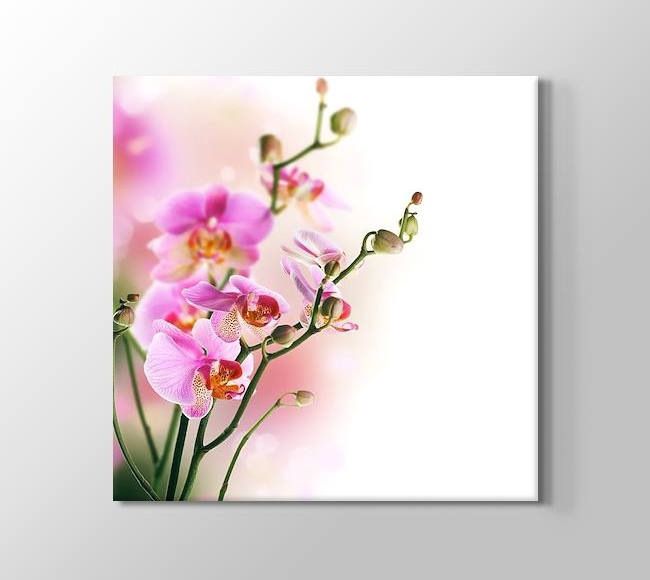  Soft Orkide Pink