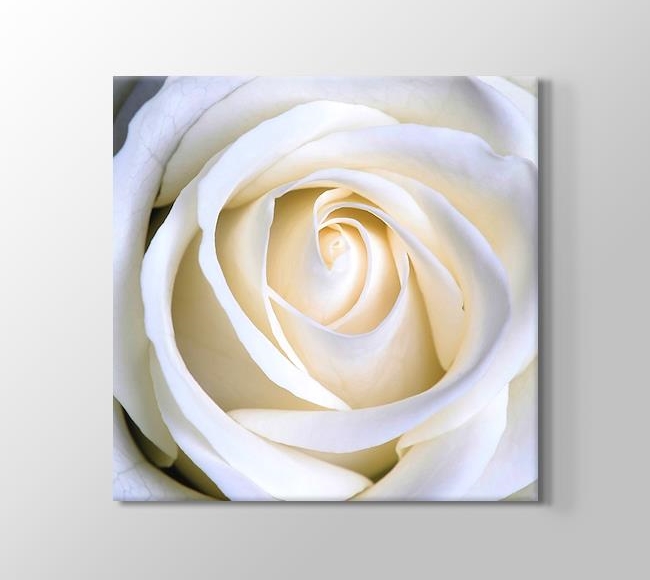  White Rose - Beyaz Gül