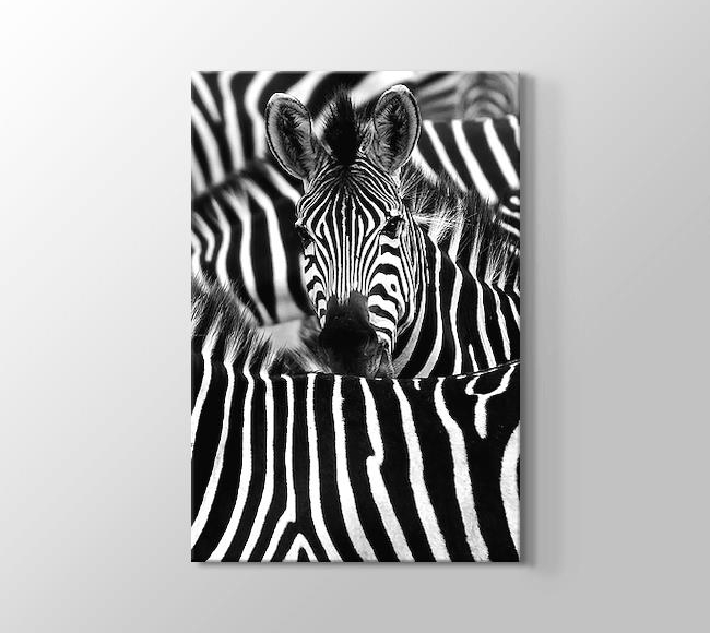  Zebra - Black White