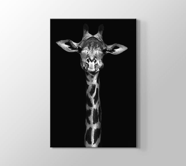  Siyah Beyaz Zürafa