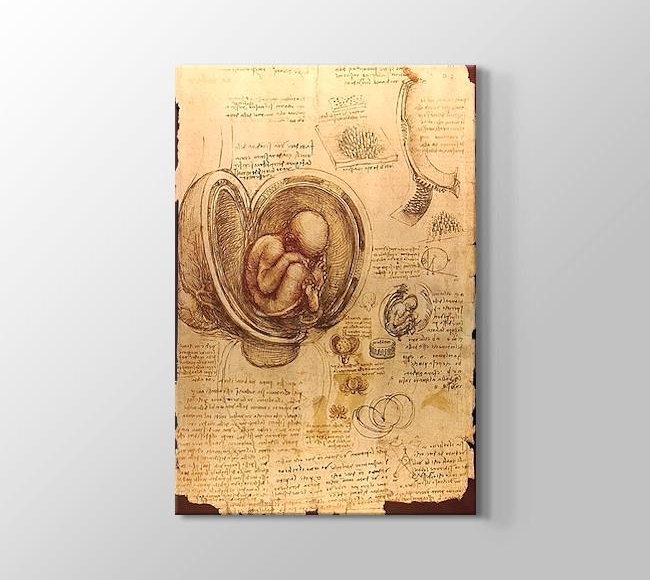  Leonardo da Vinci Fetüsün Embriyolojik Çizimi