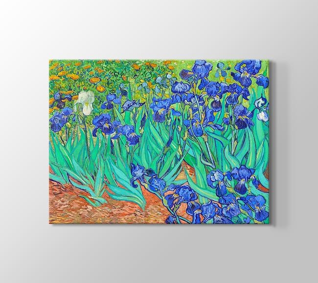  Vincent van Gogh Irises