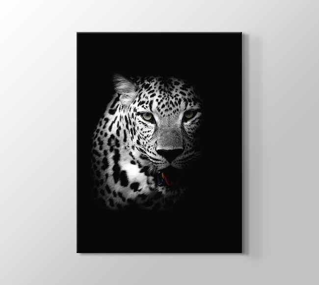  Siyah Beyaz Çita