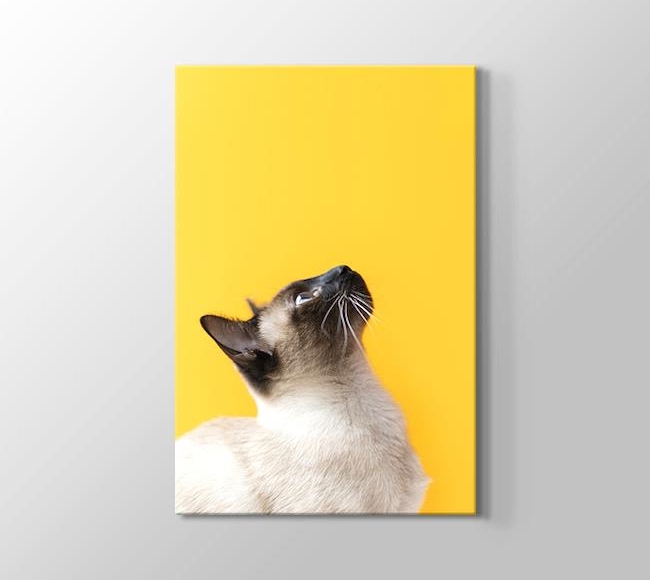  Sarı Fonda Tatlı Kedi