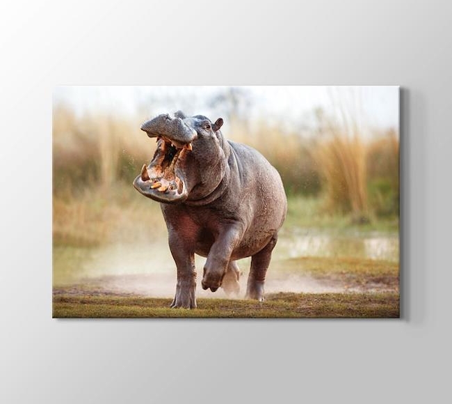 Korkutucu Afrika Hipopotamı