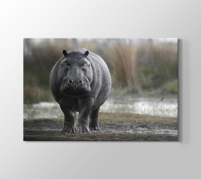 Korkutucu Afrika Hipopotamı - Yakın Çekim