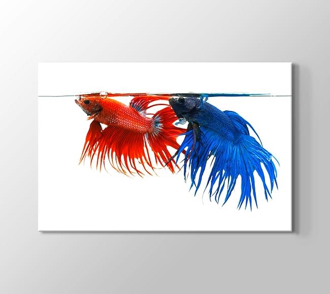 Akvaryumdaki Kırmızı ve Mavi Balık