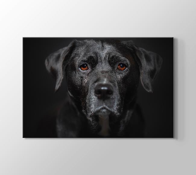  Turuncu Gözlü Siyah Köpek - Yakın Çekim