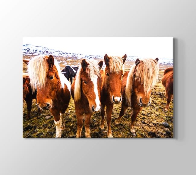  Yan Yana Dizilmiş İzlanda Atları
