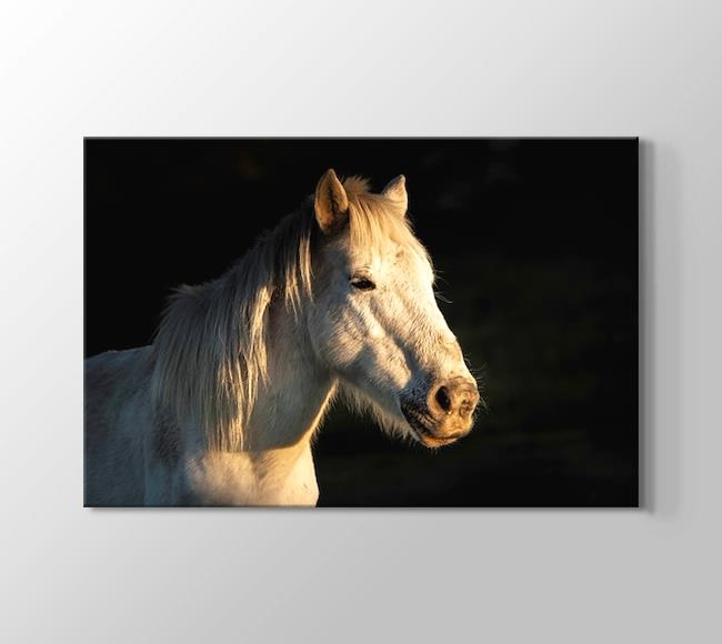  Karanlık Fonda Beyaz At