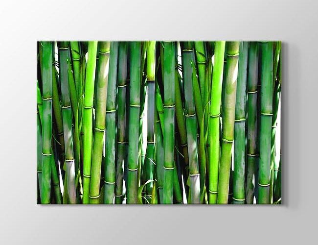  Ormandaki Bambu Ağacı