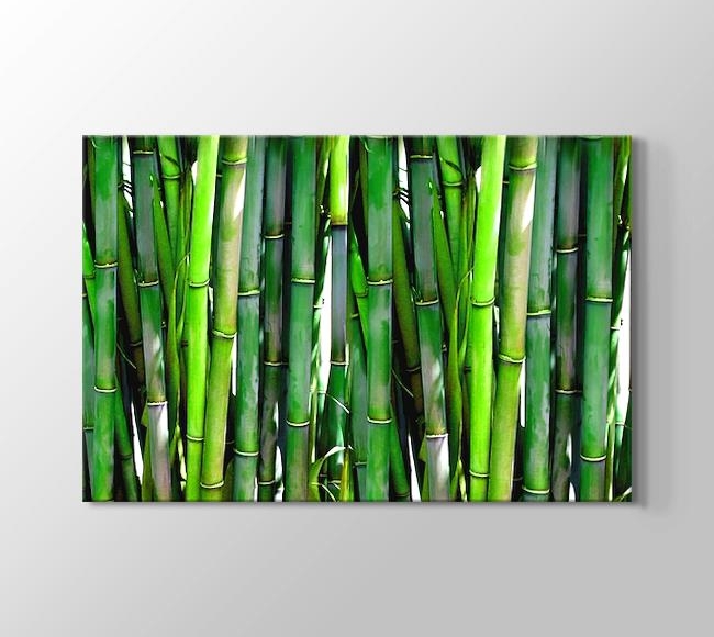  Ormandaki Bambu Ağacı