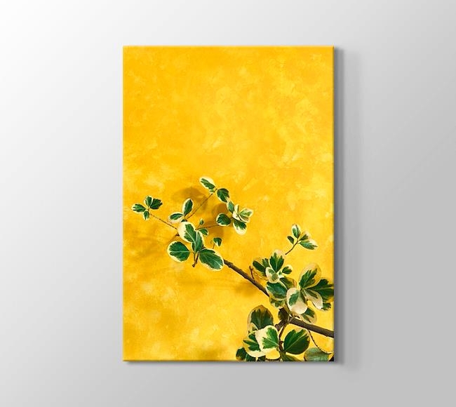  Sarı Duvarın Önündeki Bitki