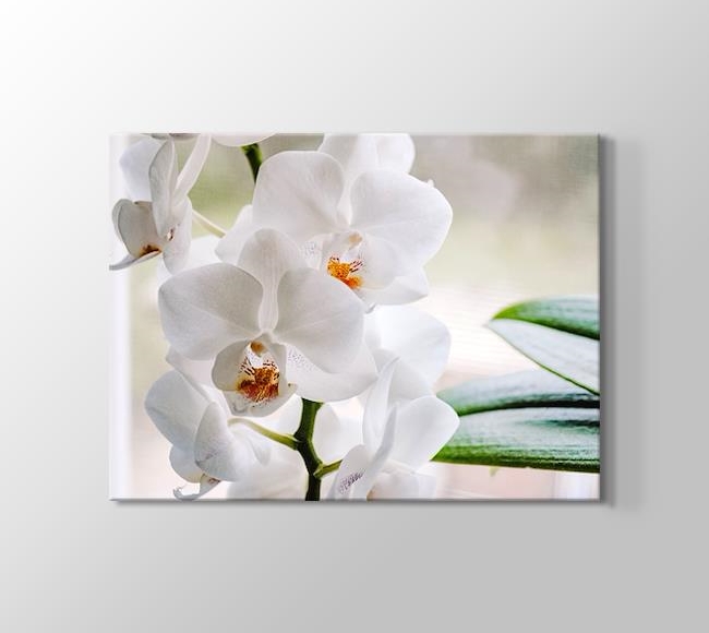  Beyaz Orkideler