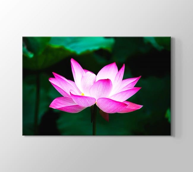  Pembe Lotus Çiçeği