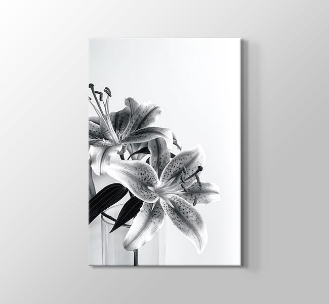  Siyah Beyaz Çiçekler - Yakın Çekim