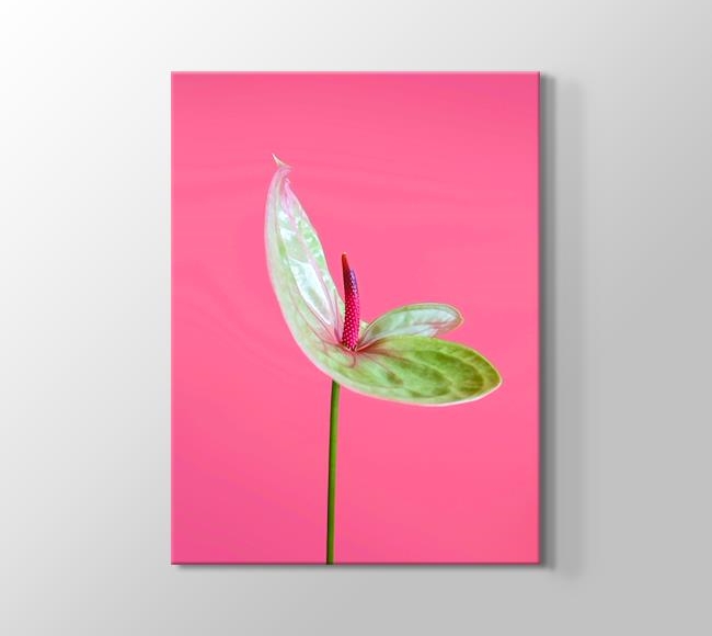  Pembe Fonda Yeşil Antoryum Çiçeği