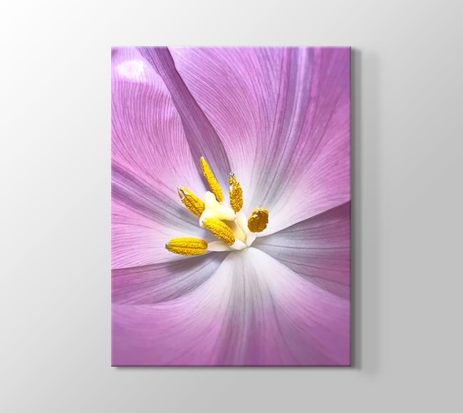  Sarı Polenli Mor Yapraklı Çiçek - Yakın Çekim