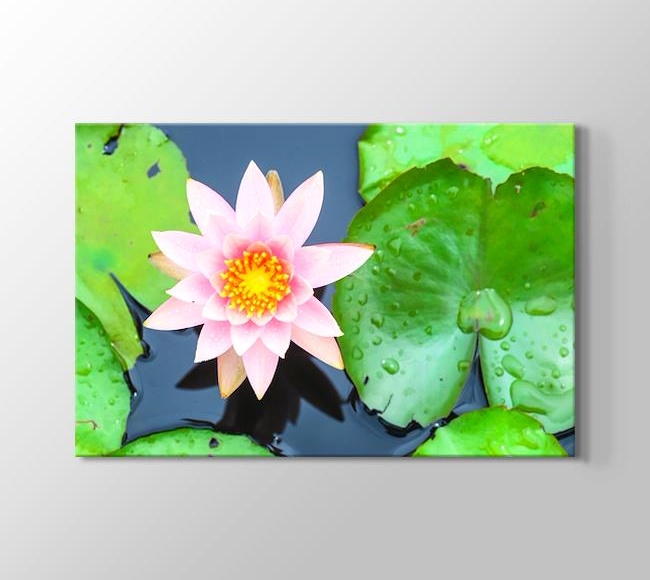  Pembe Lotus Çiçeği ve Nilüfer Yaprağı
