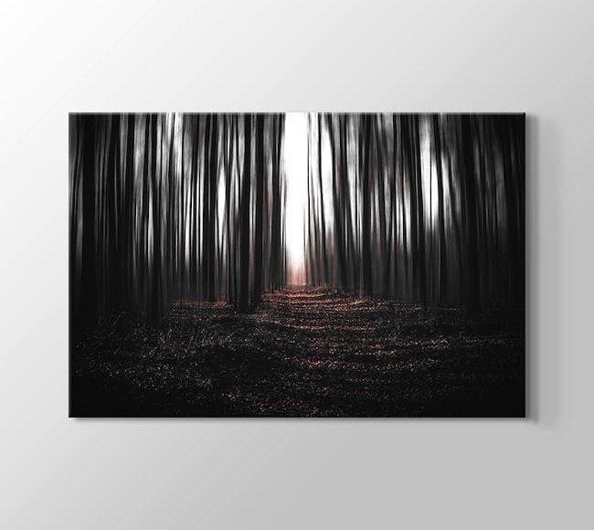  Karanlık Ormanda Ağaçların Arasından Süzülen Işık